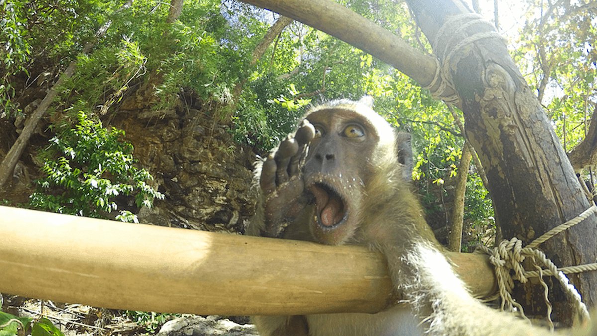 Här tar en apa en selfie i Thailand.