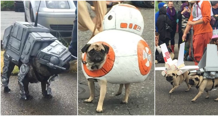 Star Wars, pugs, Hund, MOPS