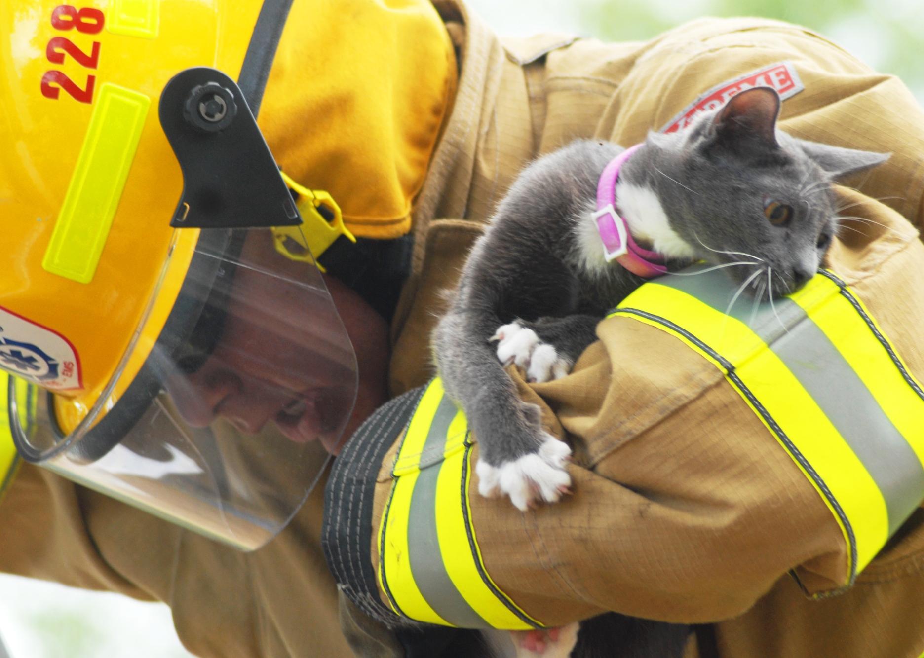 Londons brandmän har fått nog av att rädda katter som fastnat i träd. 