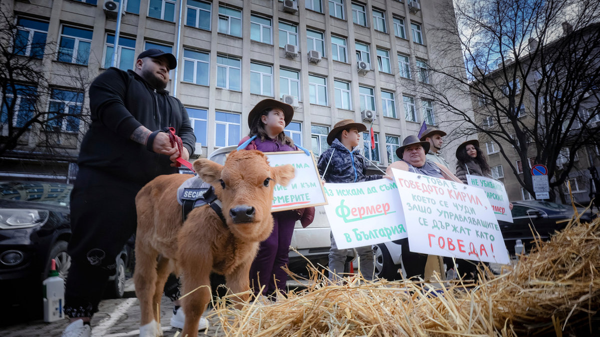 Bulgariska bönder demonstrerade på måndagen tillsammans med en veckogammal kalv vid jordbruksdepartementet i huvudstaden Sofia.