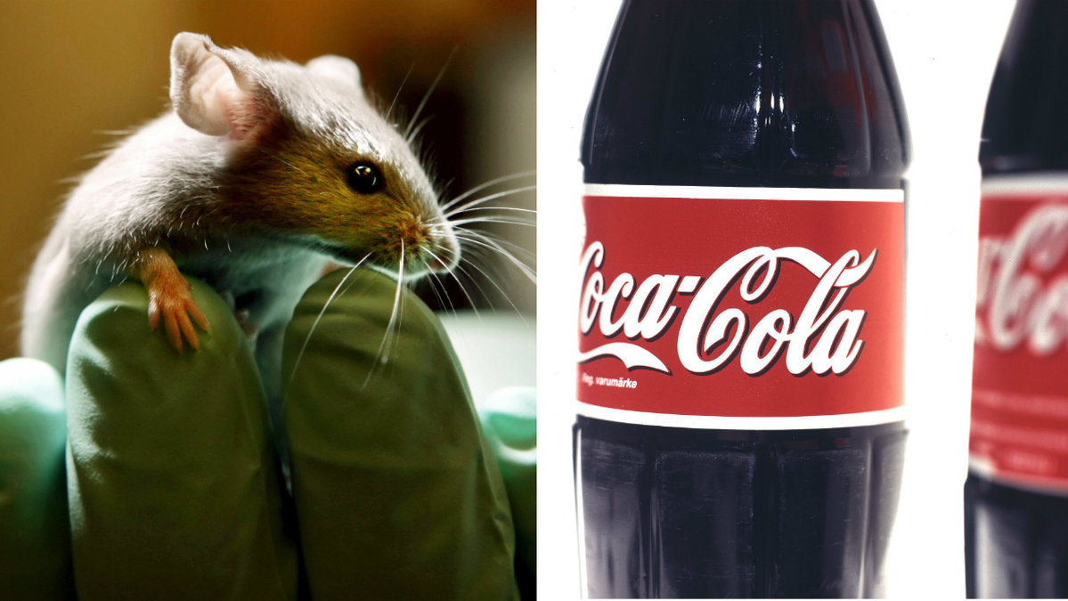 För möss är Coca Cola direkt livsfarligt, visar en ny studie.