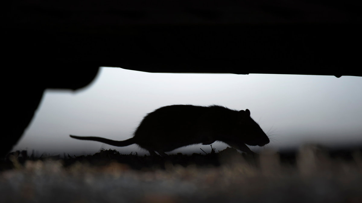 Råttor i södra Sverige uppges bära en livsfarlig smitta.