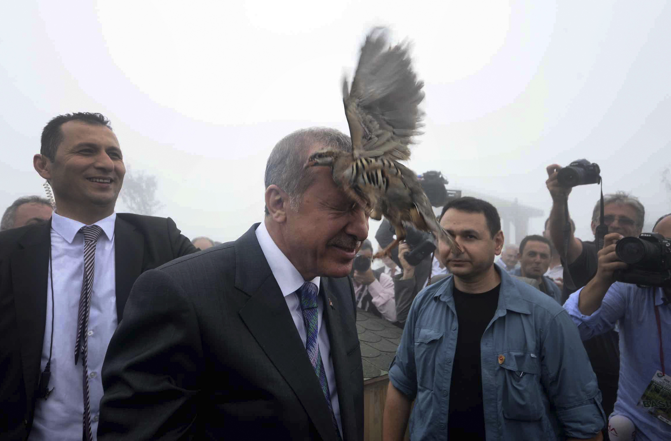 Recep Tayyip Erdogan, turkiet, Fågel, Bild
