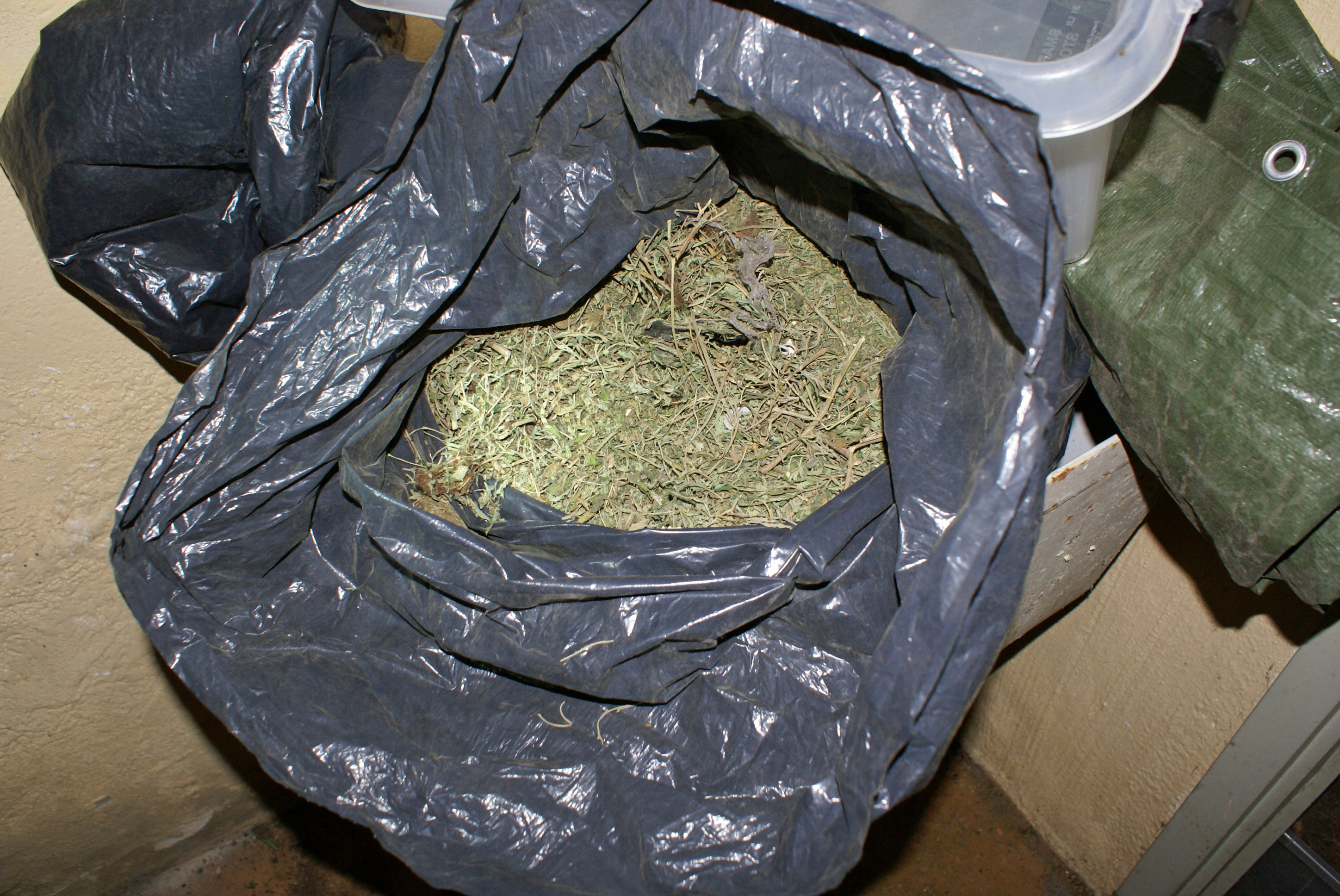 Polisen hittade bland annat tre sopsäckar med cannabisblad. Bilden har inget med tillslaget att göra.