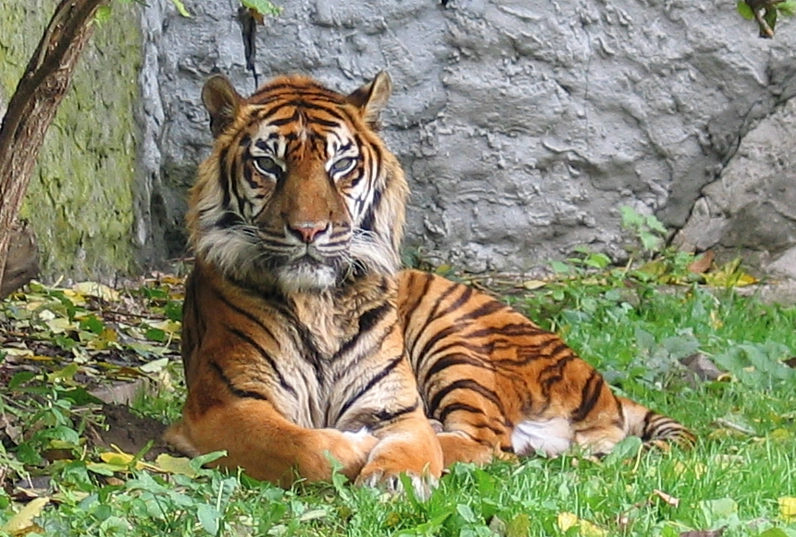 Sumatratiger Sumatratiger
