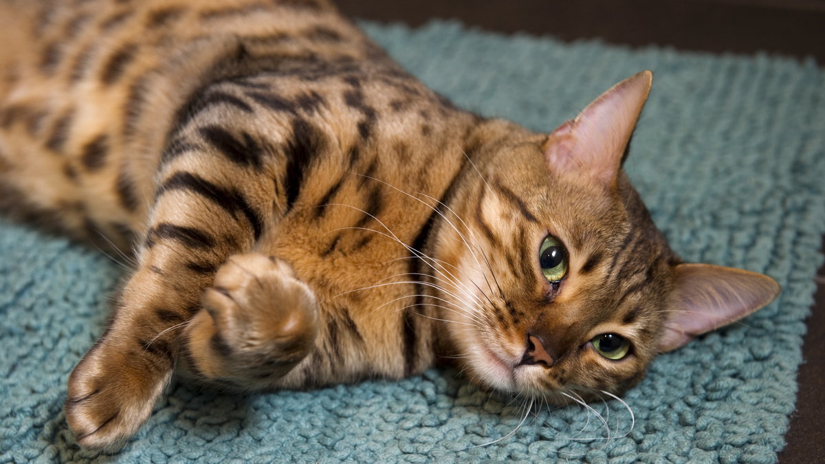 Katterna i USA har dödat så många djur att forskare varnar för att USA:s djurliv är hotat.