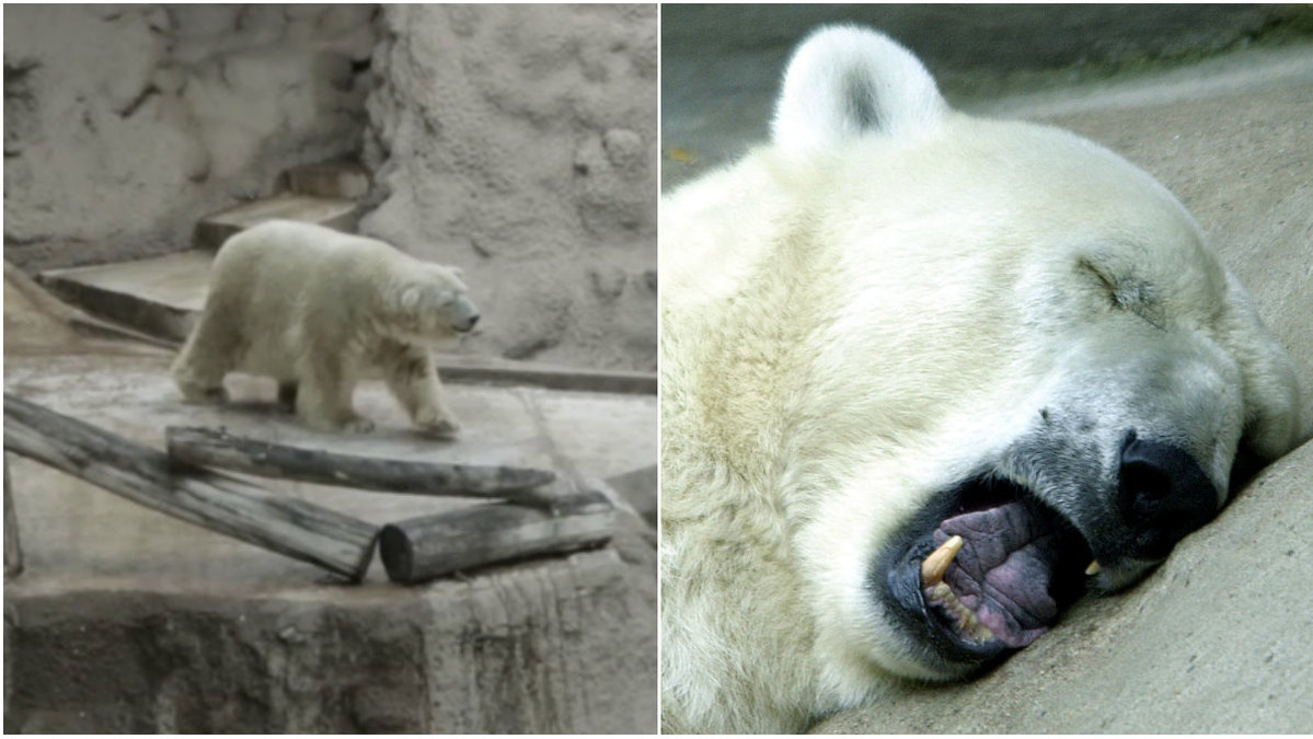 Arturo har kallats för "världens ledsnaste isbjörn".