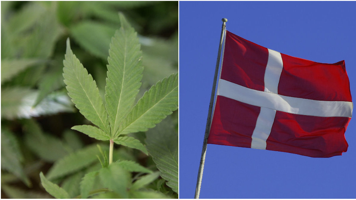 Det kan bli lagligt att både sälja och använda cannabis i Danmark.