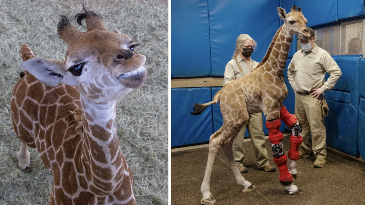 En giraffkalv som föddes på ett zoo i San Diego har lärt sig gå.