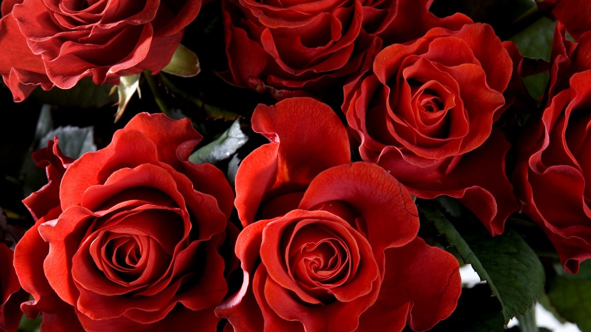Att vara romantisk är mer än hälften så billigt i Tyskland än i Australien. I Tyskland kostar en bukett rosor med hemleverans 389 kronor. I Australien kostar det 918 kronor. 