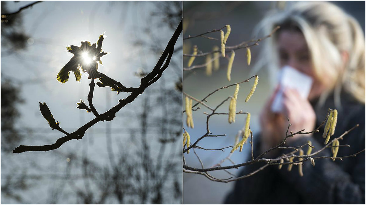 pollenallergi på engelska pollenallergi på engelska