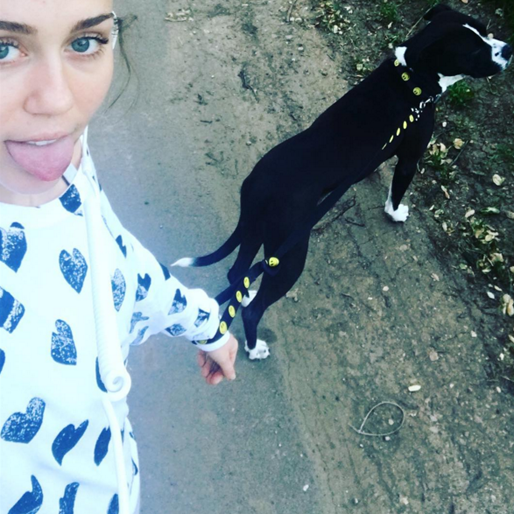 Miley Cyrus rastar hunden. Miley Cyrus rastar hunden.