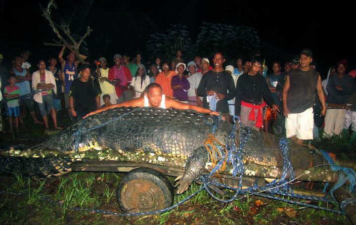 Krokodil, världens största, Guinness World Records, Världsrekord