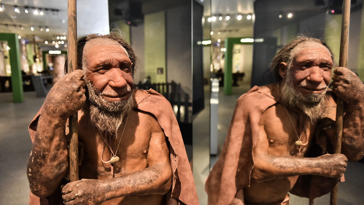 Har du en speciell genvariant från neandertalare kan din medicin behöva skräddarsys. Bild från en neandertalarutställning i Tyskland 2019. Arkivbild.