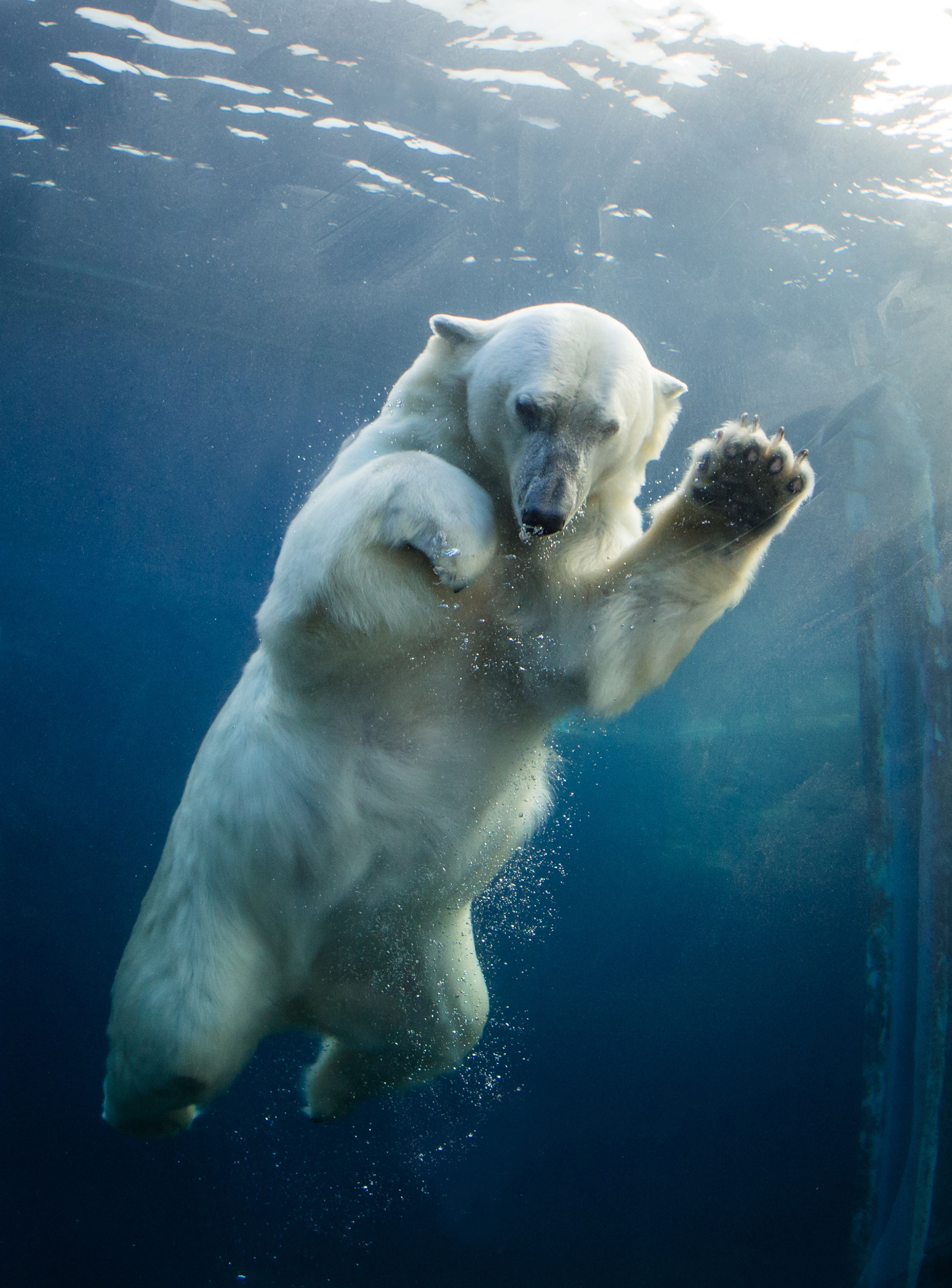 Eller att världens största rapporterade isbjörn vägde ett ton?