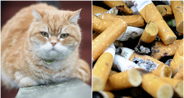Rökning, Hund, passiv rökning, Katt