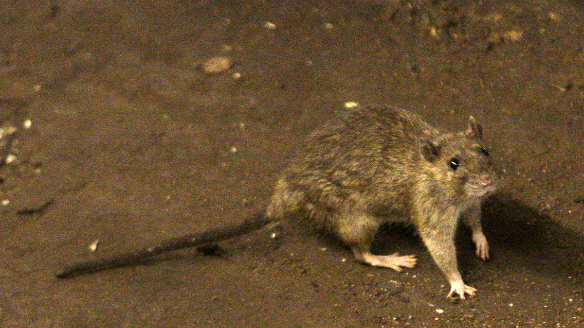Råttor stället till med stora problem i en förort i Sydafrika.