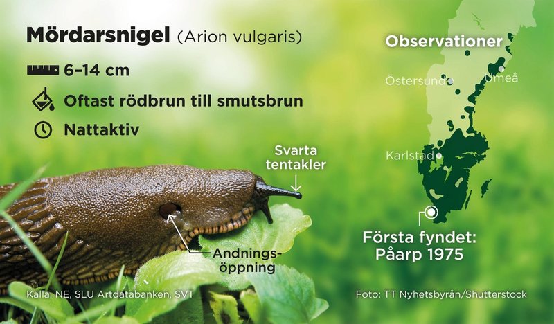 Mördarsnigeln brukar räknas till de hundra värsta invasiva arterna i världen. Den trivs i det allt varmare och fuktigare vädret och finns nu så långt upp i landet som Vilhelmina.