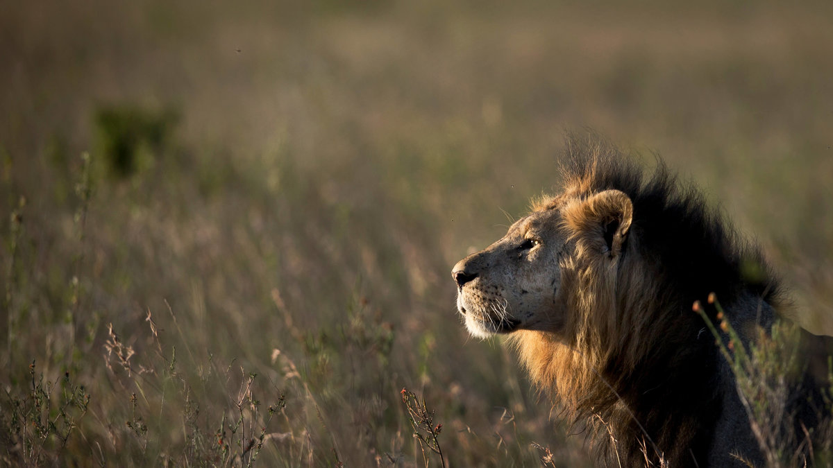 Lejon: 70 personer dödas varje år av ett lejon, antagligen efter att ha provocerat dem.