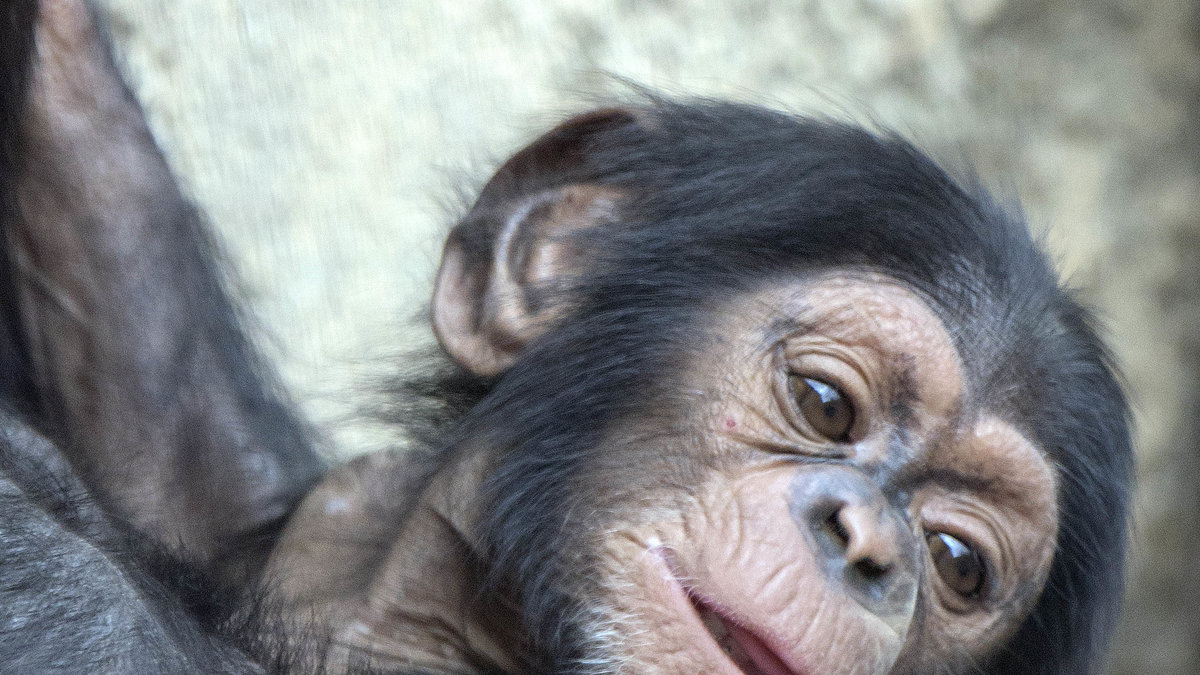 "Förflytta aporna till ett reservat och stoppa alla planer på att importera fler primater". 
