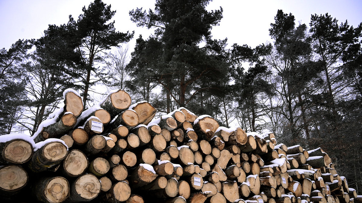 2022 var ett rekordstarkt år för svensk skogsindustri. Nu väntar hårdare tider. Arkivbild.