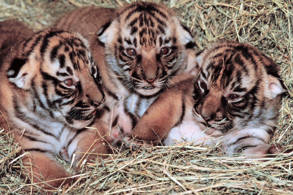 Utrotningshotad, Tiger, Klimat