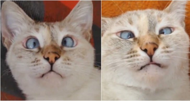ögon, Katt