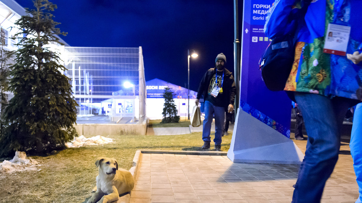 Staden Sotji har tidigare anlitat ett företag för att avliva de herrelösa hundarna inför OS.