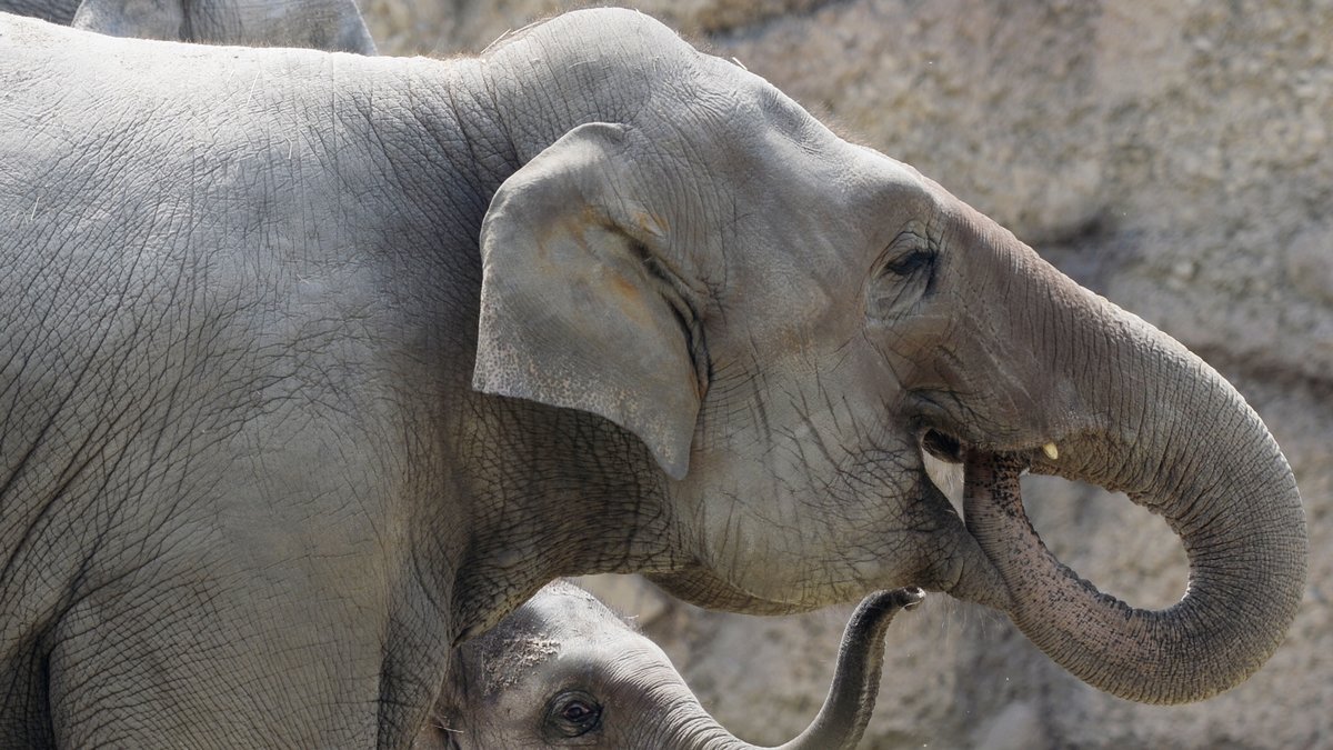 Elefanthållaren är åtalad för djurplågeri. Bilden är en genrebild. 