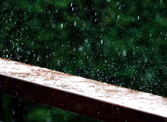 Regn på bjälke nära grönska. Regn på bjälke nära grönska.