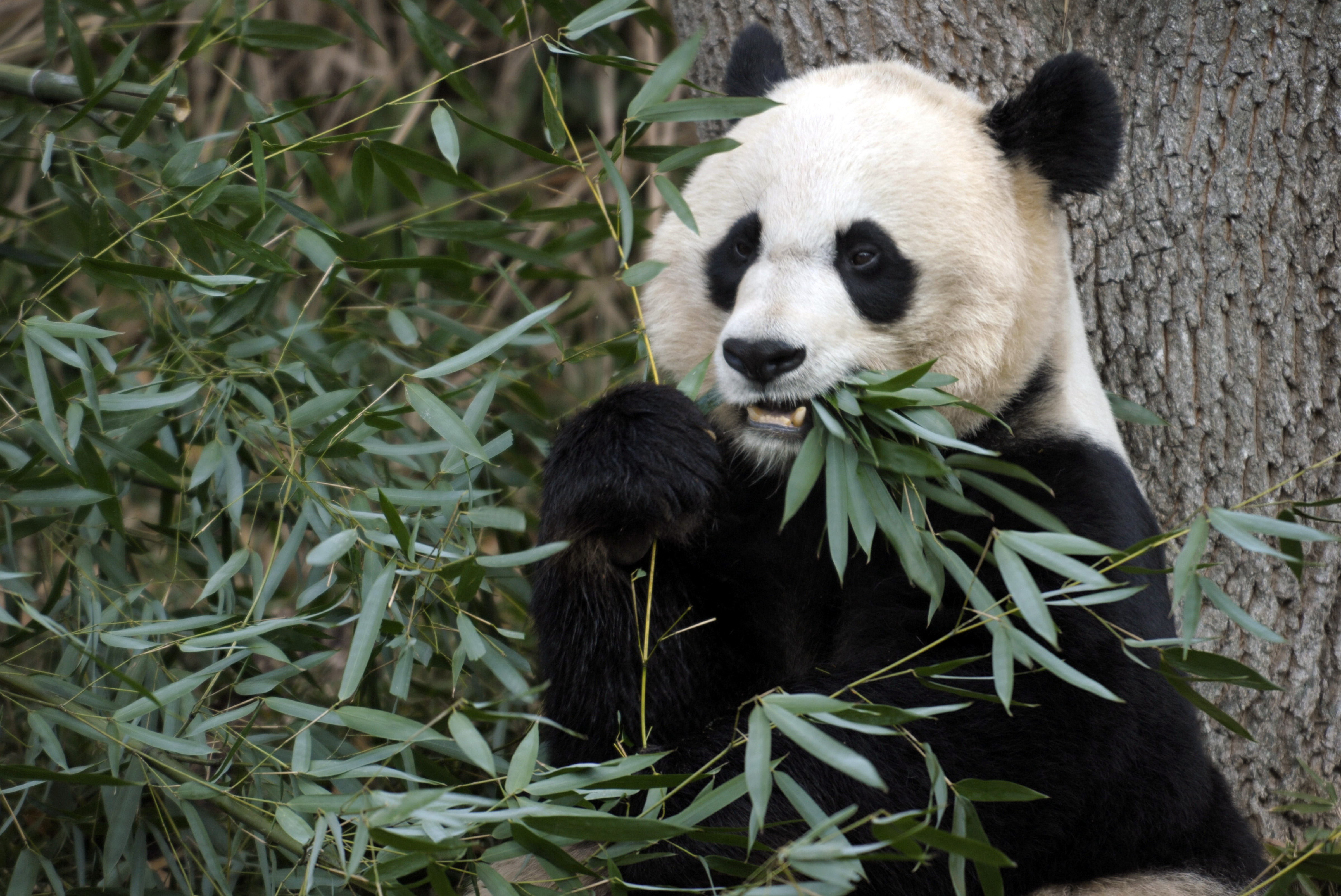 Den 16 september födde Mei Xiang en liten pandaunge som tragiskt nog avled på söndagen.