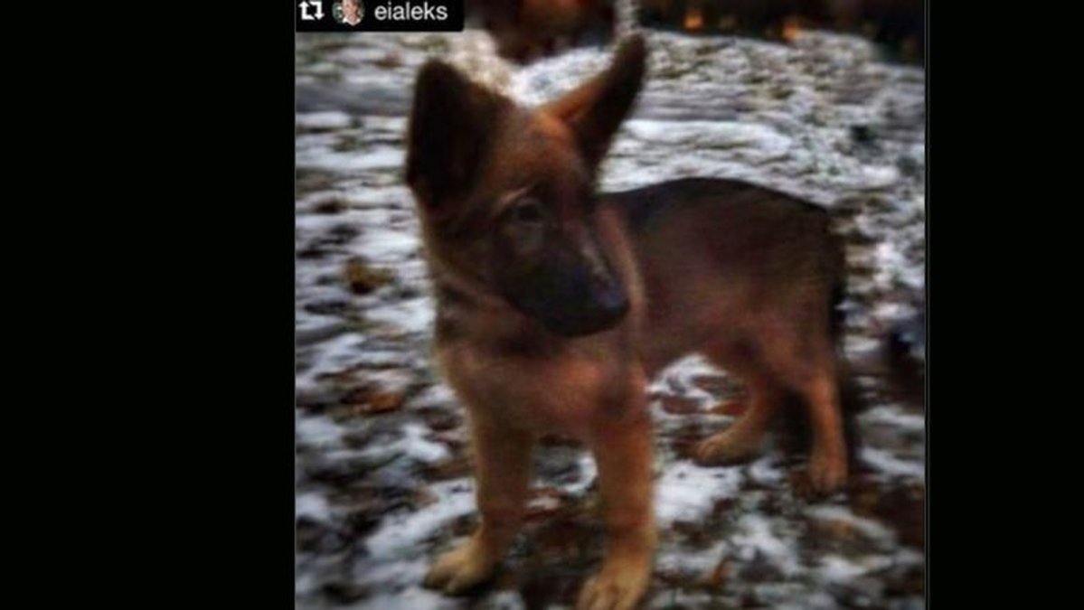 Bild på hundvalpen Dobrynia som skänktes till Paris poliskår från Ryssland.