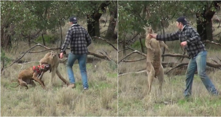 Känguru, Australien