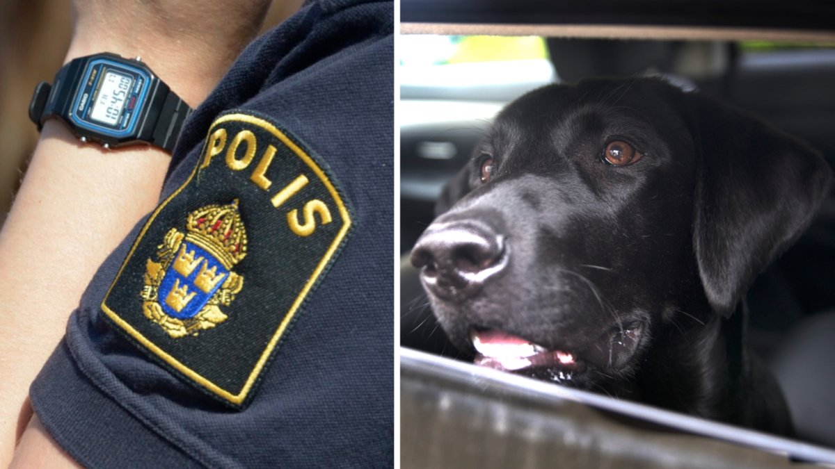 Genrebild på polis och hund i varm bil.