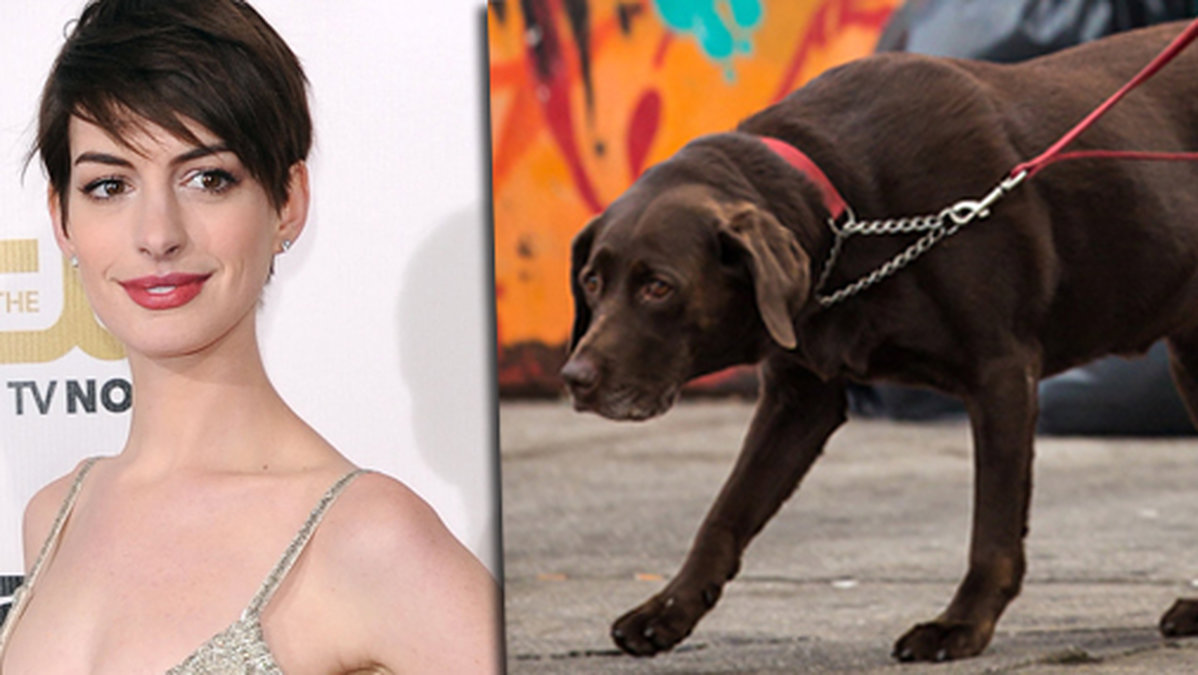 Anne Hathaway har tröttnat på sin fina labrador Esmeralda. 