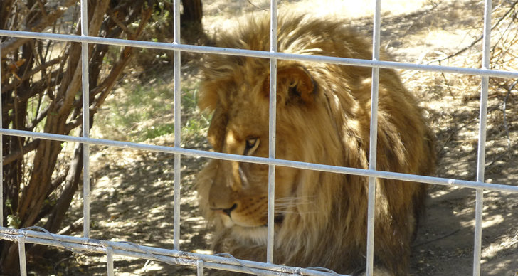 Lejon, Zoo