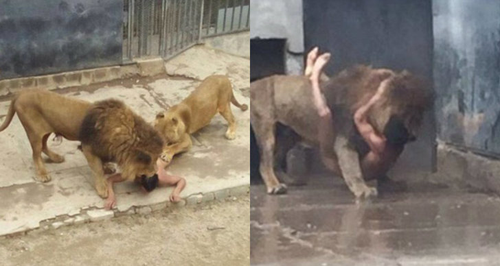 Självmord, Lejon, Zoo, Santiago