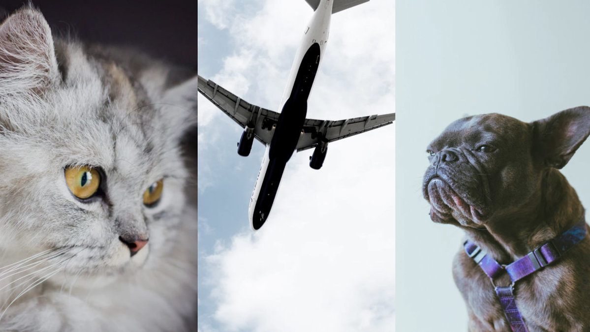 Nu förbjuder Norwegian Airlines franska bulldogs, mopsar och perser från att flyga. 