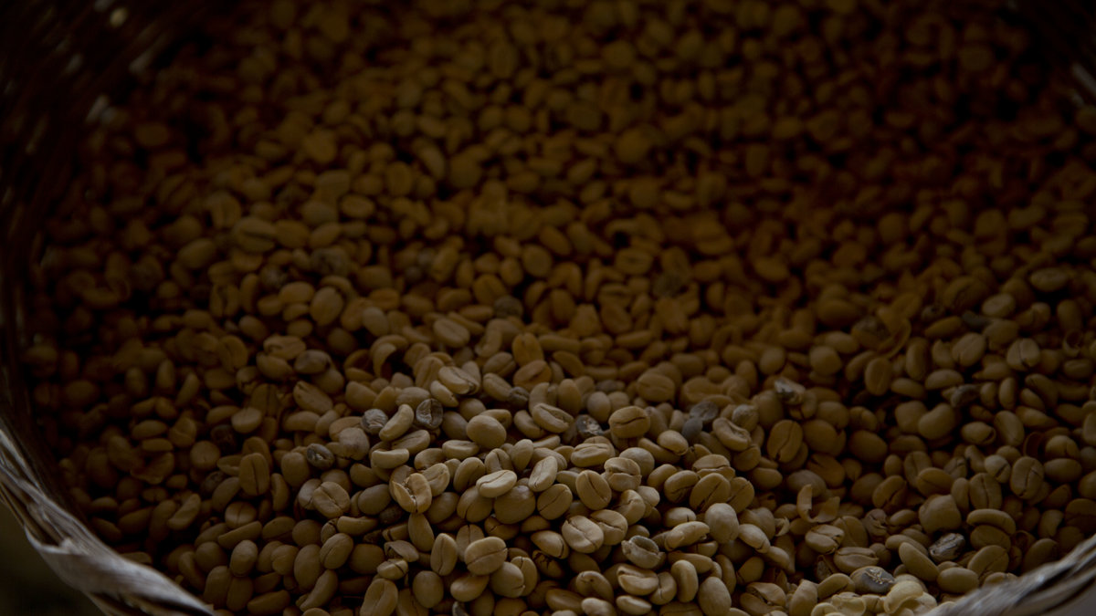 Arabica är den vanligaste kaffesorten i världen.