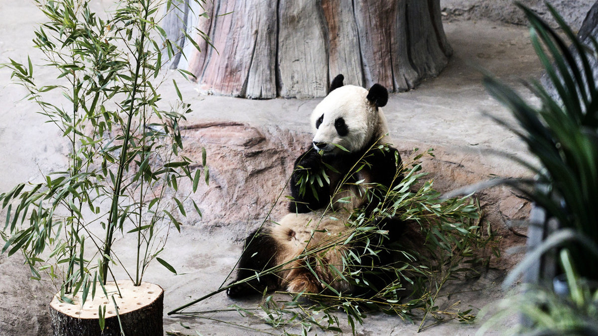 Pandan Pyry, på svenska 'snöyra', äter bambu på Ähtäri Zoo. Arkivbild.