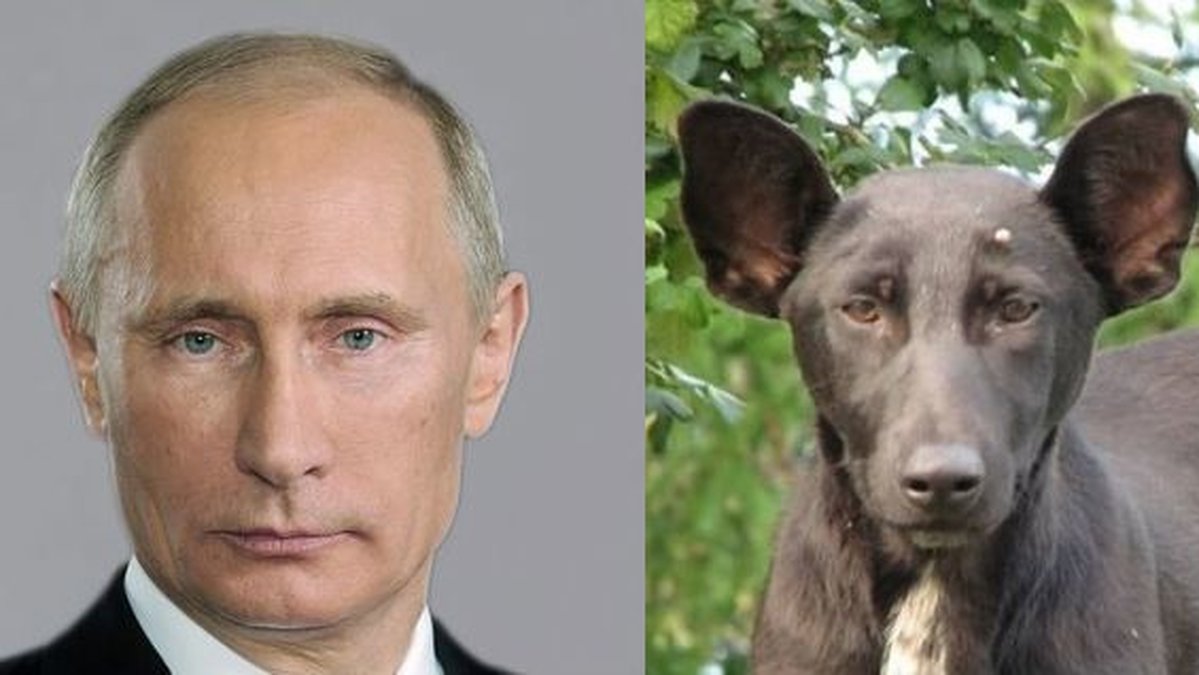 Och här är hunden som är lik Putin.