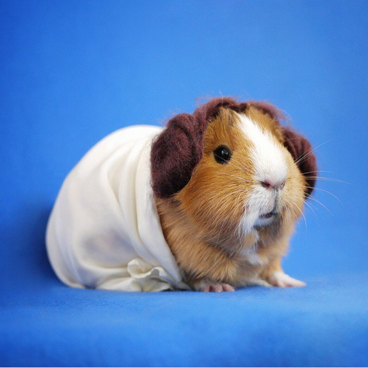 MiniGuineaPig utklädd till prinsessan Leia ur filmen Star Wars. MiniGuineaPig utklädd till prinsessan Leia ur filmen Star Wars.