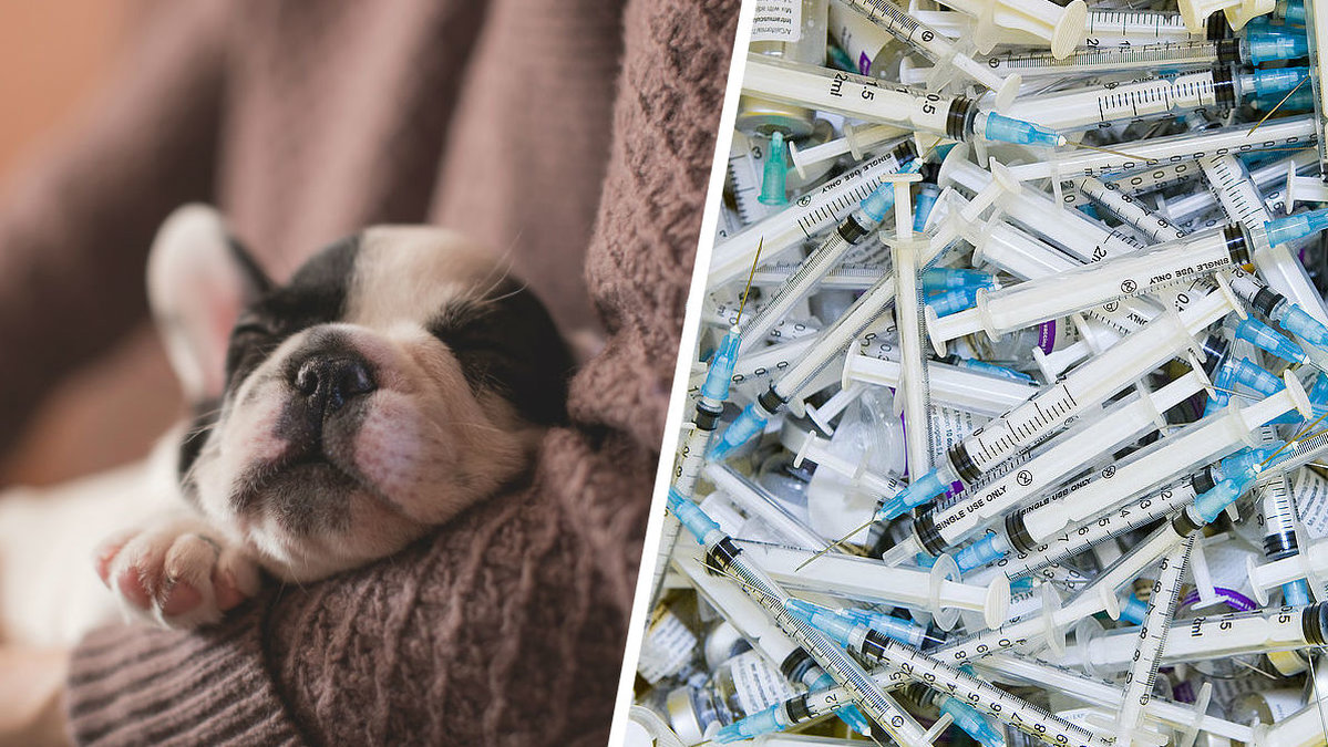Allt fler struntar i att vaccinera sina hundar.
