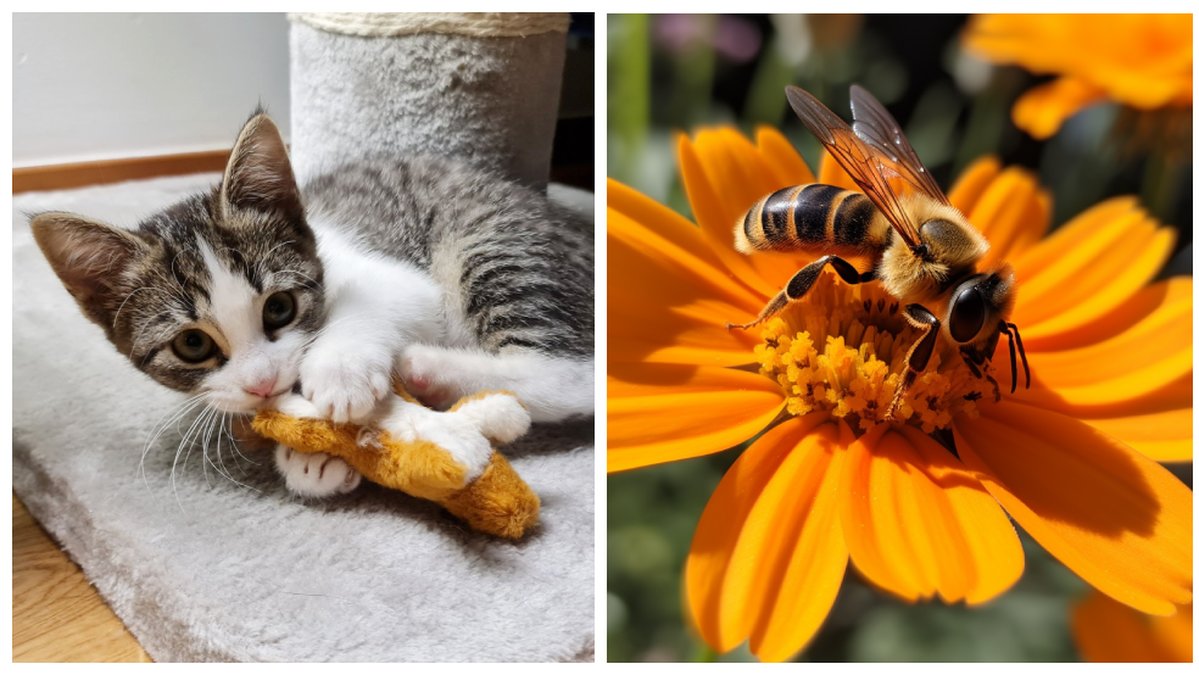 Även om din katt är inne hela tiden finns det insekter som kan vara farliga.