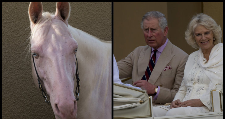 Prins Charles, Hästar