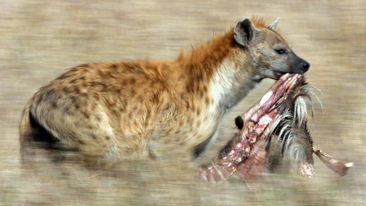 Hyenor är mer kända för att vara asätare.