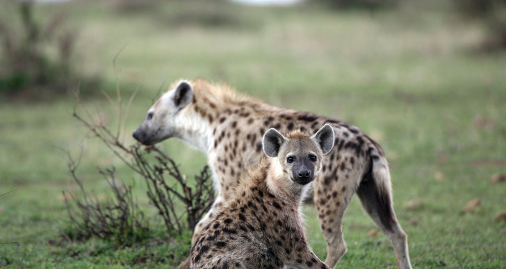 Hyena, Hyenor, Kenya