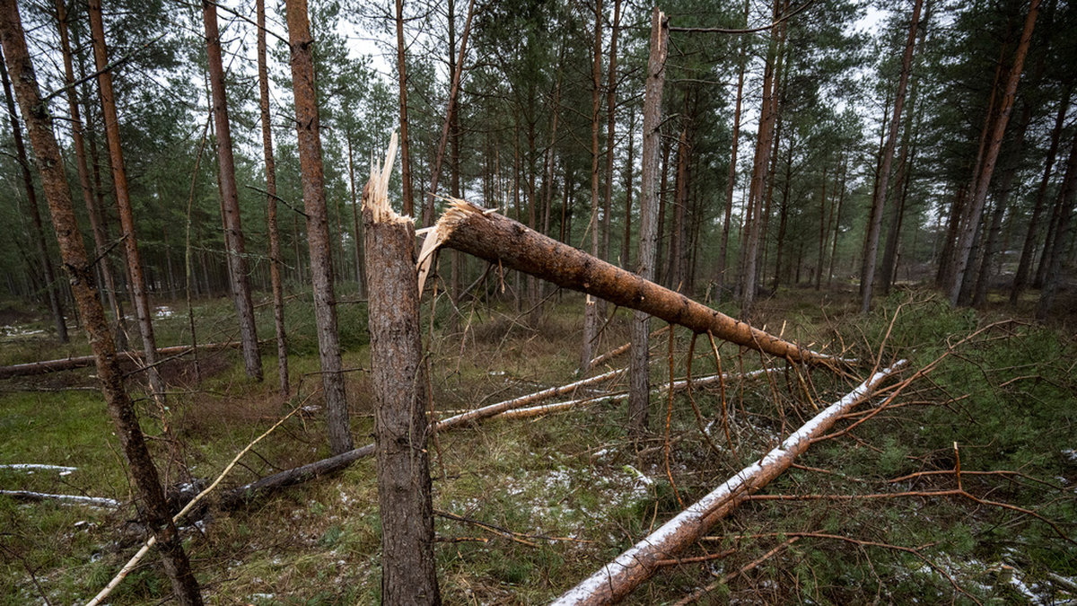 Stormfälld skog var en av konsekvenserna av ovädret Hans. Arkivbild.