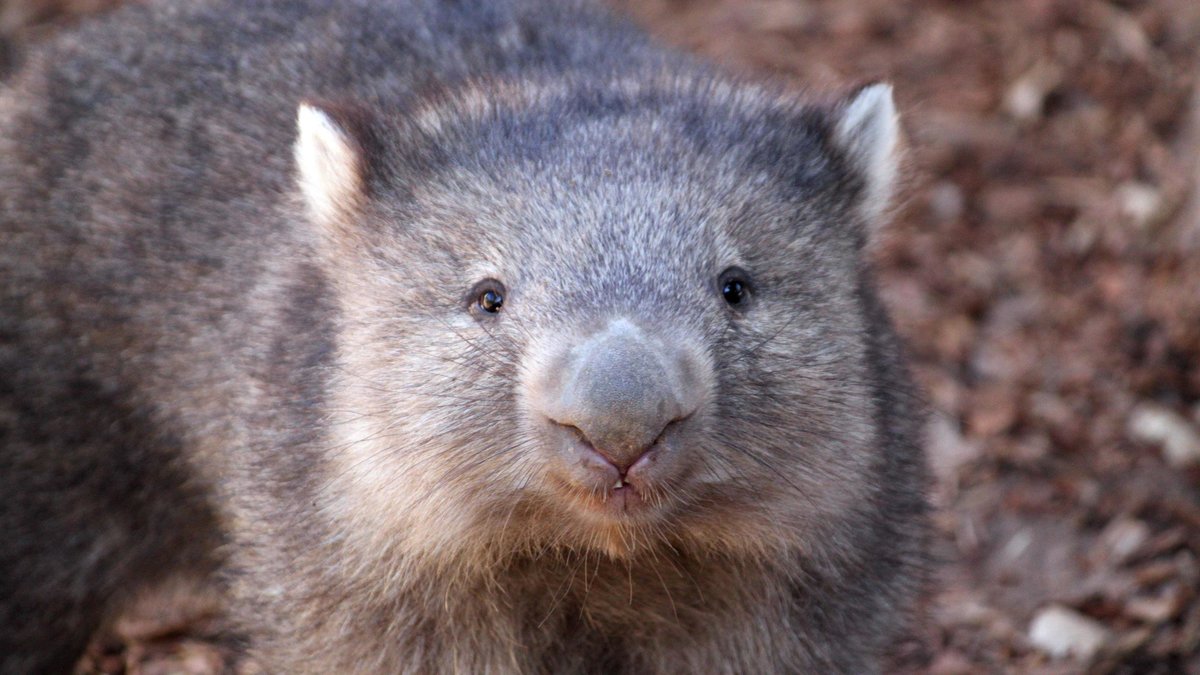 Det här är inte samma wombat, men visst är den gullig? 