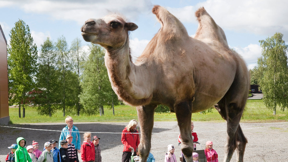 Djurskötare tvingades avliva en kamel i stället för att ringa in veterinär.